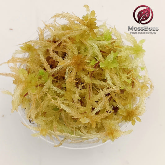 Live Yellow sphagnum bog Moss Sustainable Micropropagated MossBoss 