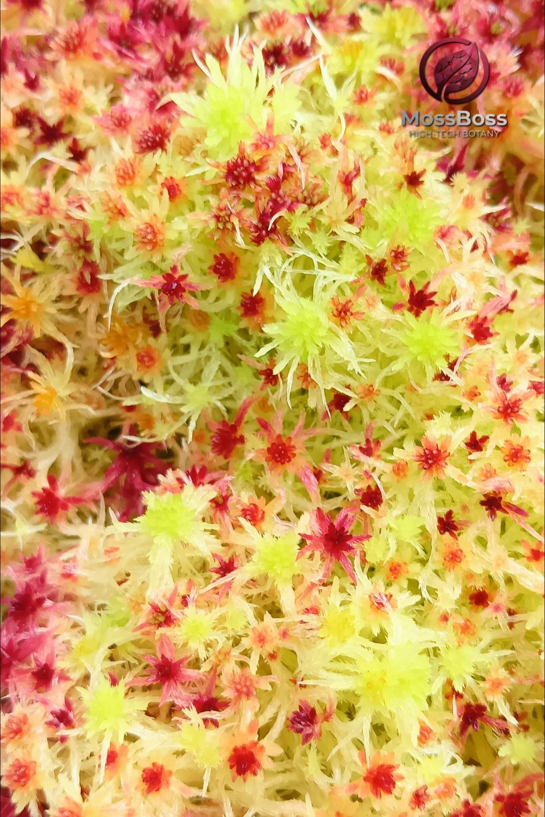 Live Sphagnum Peat bog Moss growing Red Yellow Fresh natural  , Clean and Pest Free, Sustainable Micropropagated best bio substrate moss Terrarium.