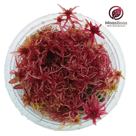 Natural Red Sphagnum Moss Sustainable Micropropagated MossBoss 