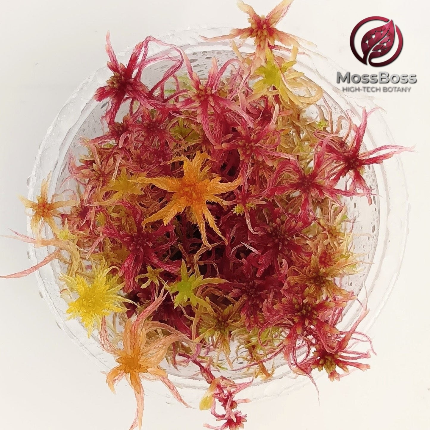 Red Yellow Orange Live Sphagnum Moss Fresh natural Sustainable Micropropagated MossBoss 