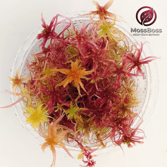 Red Yellow Orange Live Sphagnum Moss Fresh natural Sustainable Micropropagated MossBoss 