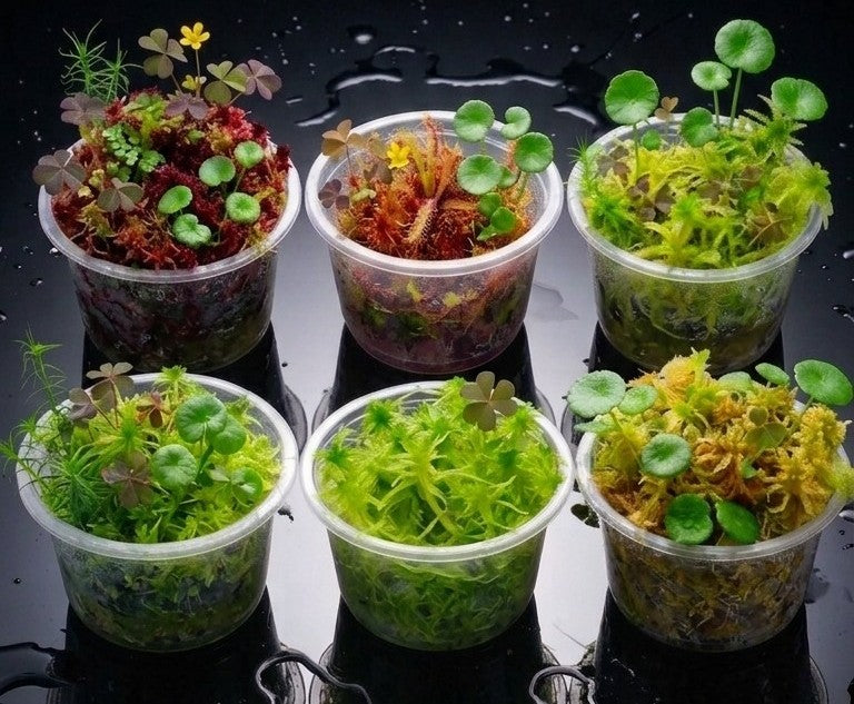 Moss Terrariums mini Mossarium Live Sphagnum Moss MossBoss 