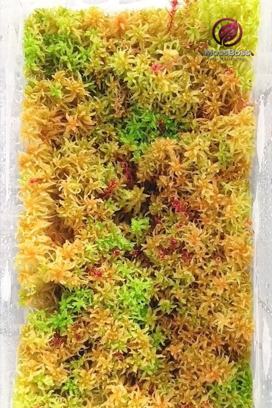 Biotope Moss-Core #009 | Live Sphagnum Moss Mix