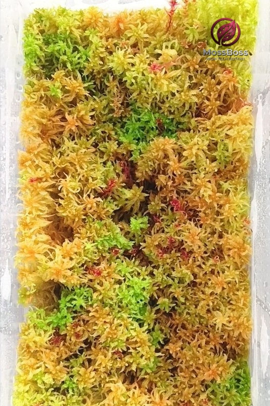 A rectangular clear container densely packed with a vivid, multicolor blend of live high-tech Sphagnum moss featuring intense red, maroon, orange, and green hues, cultivated by MossBoss in Spain for terrarium and biotope environments.