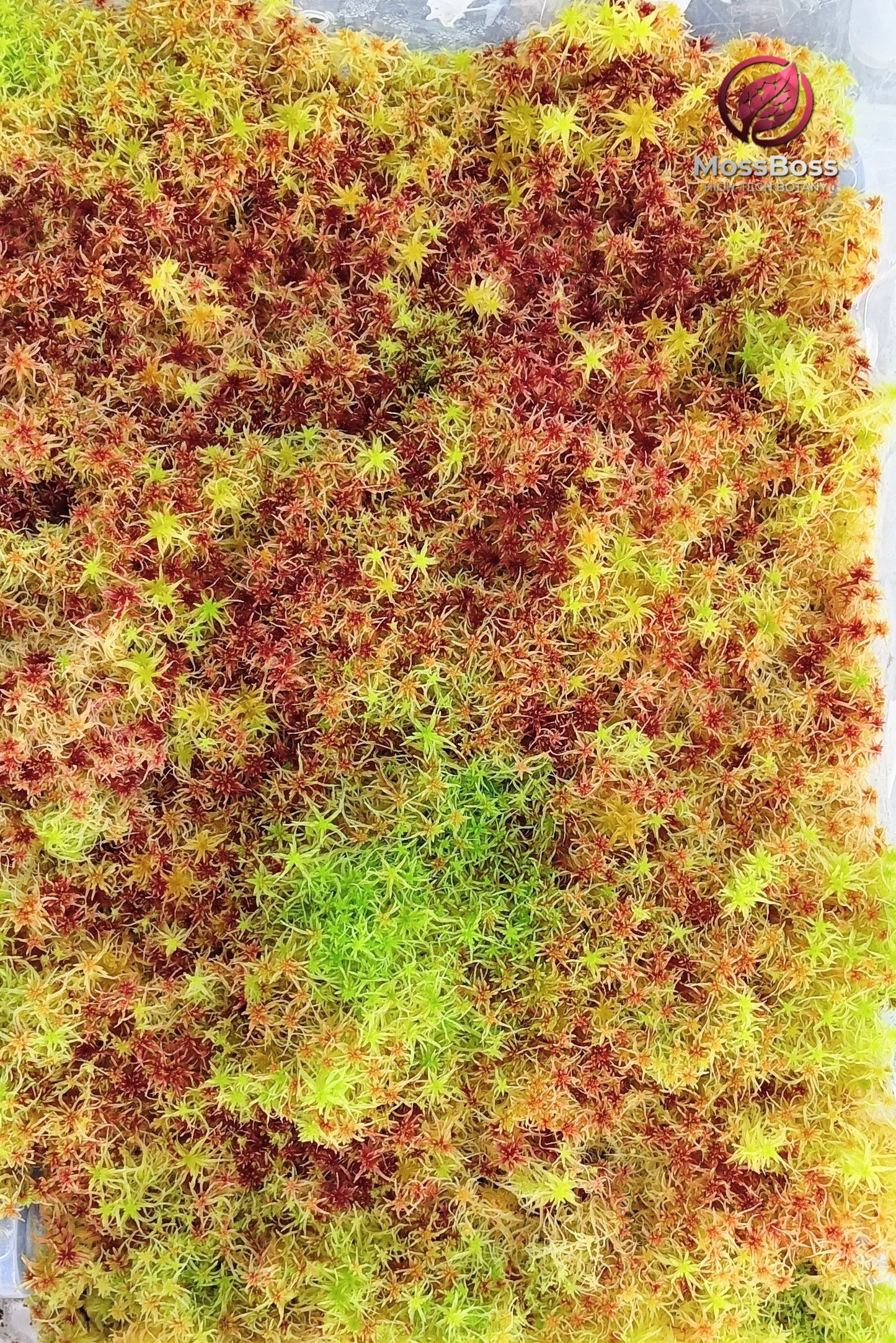 Biotope Moss-Core #005 | Live Sphagnum Moss Mix