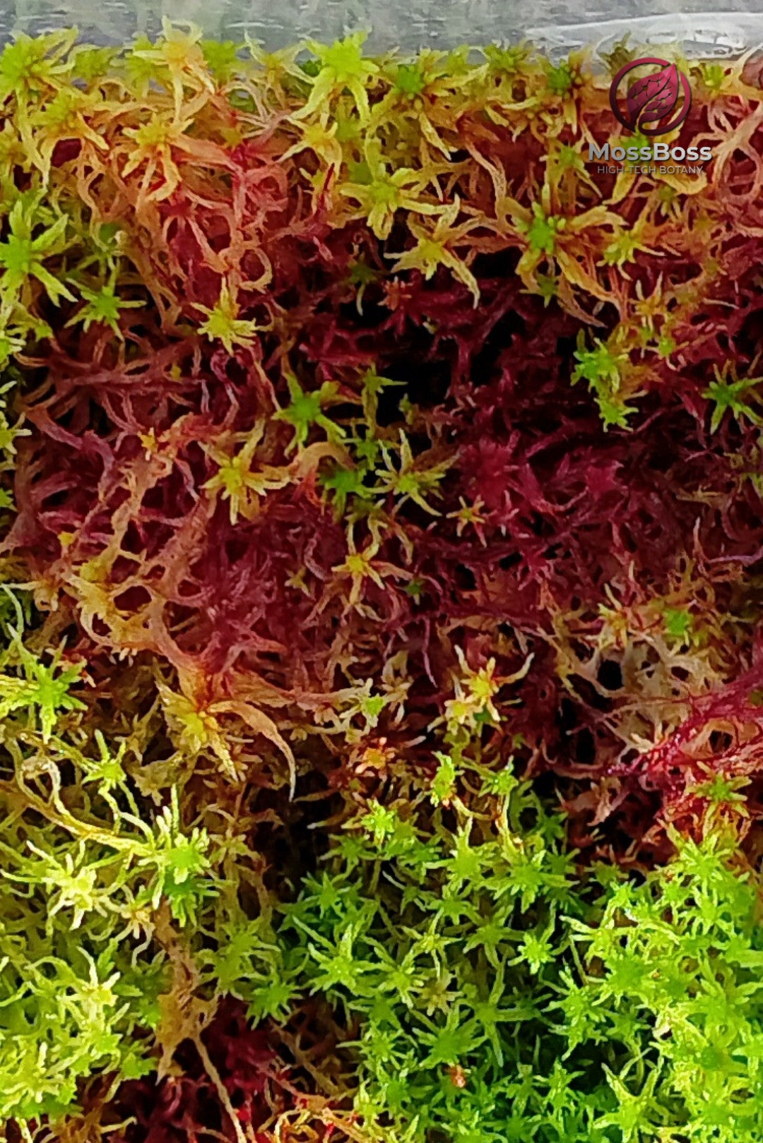 Biotope Moss-Core #006 | Live Sphagnum Moss Mix