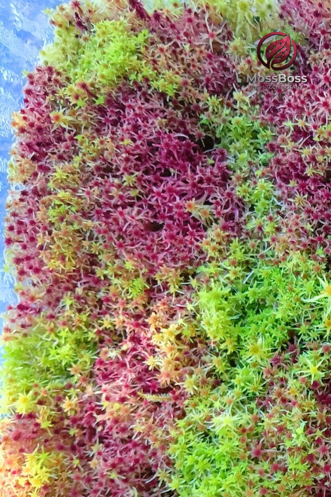 Biotope Moss-Core #007 | Live Sphagnum Moss Mix