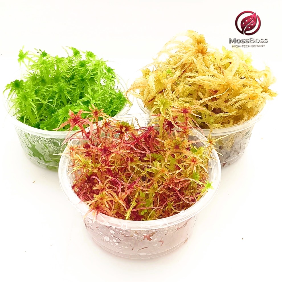Living Sphagnum Peat bog Moss bio substrate moss Terrariums ,Red Yellow Green Multicolor , growing Sustainable Micropropagated Live Fresh natural Clean and Pest Free Mossarium.