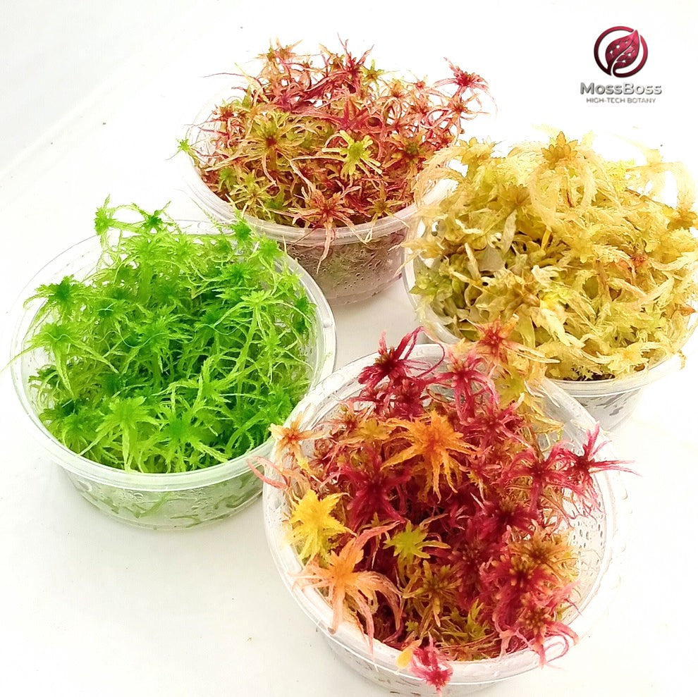 Live Sphagnum Peat Moss,Red, Yellow, Green, multicolor, Sustainable, Micropropagated,natural,Fresh,best bio substrate moss Terrariums 