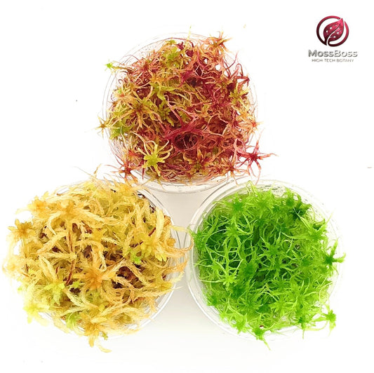 Growing Live Sphagnum Peat bog Moss Red Yellow Green Multicolor Sustainable Micropropagated Fresh natural Clean and Pest Free,best bio substrate moss Terrariums.