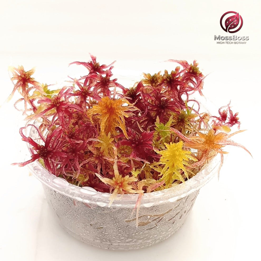 Growing Live Red Sphagnum Peat bog Moss,fresh, natural,real, Sustainable, Micropropagated, Clean and Pest Free best bio substrate Moss Terrarium.
