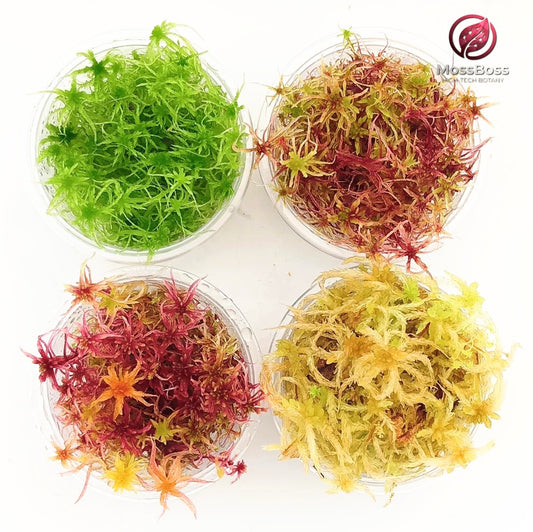 Growing Live Peat Sphagnum Moss, Sustainable, Micropropagated,Fresh,natural,Red, Yellow,Green, multicolor, Clean and Pest Free best bio substrate Moss Terrarium. 
