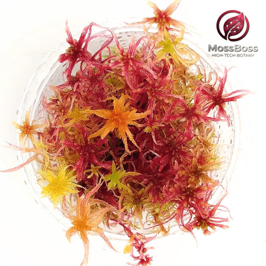 Growing Live Red Sphagnum Peat Moss, Sustainable, Micropropagated,Fresh, natural,real, Clean and Pest Free best bio substrate moss Terrarium.