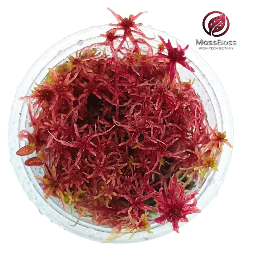 Living Peat Red Sphagnum bog Moss, growing Sustainable, Micropropagated, Clean and Pest Free,best bio substrate moss Terrarium.