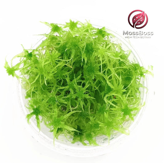 Live Peat Sphagnum bog Moss, Green, natural,Fresh, Sustainable, Micropropagated,best substrate Moss Terrarium.