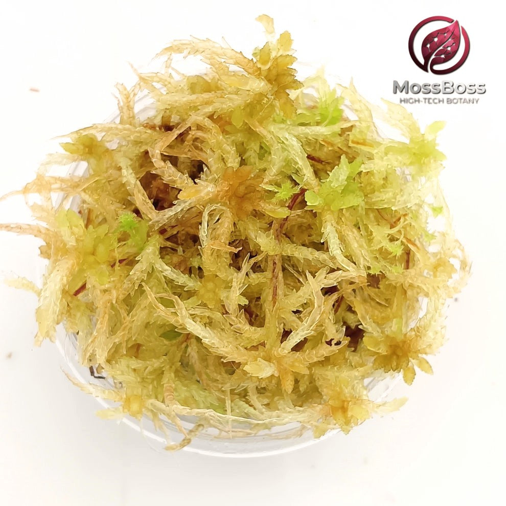 Live Sphagnum Peat Moss, Yellow, Clean and Pest Free, Sustainable, Micropropagated,Fresh, natural bog Moss best substrate bio Terrarium.