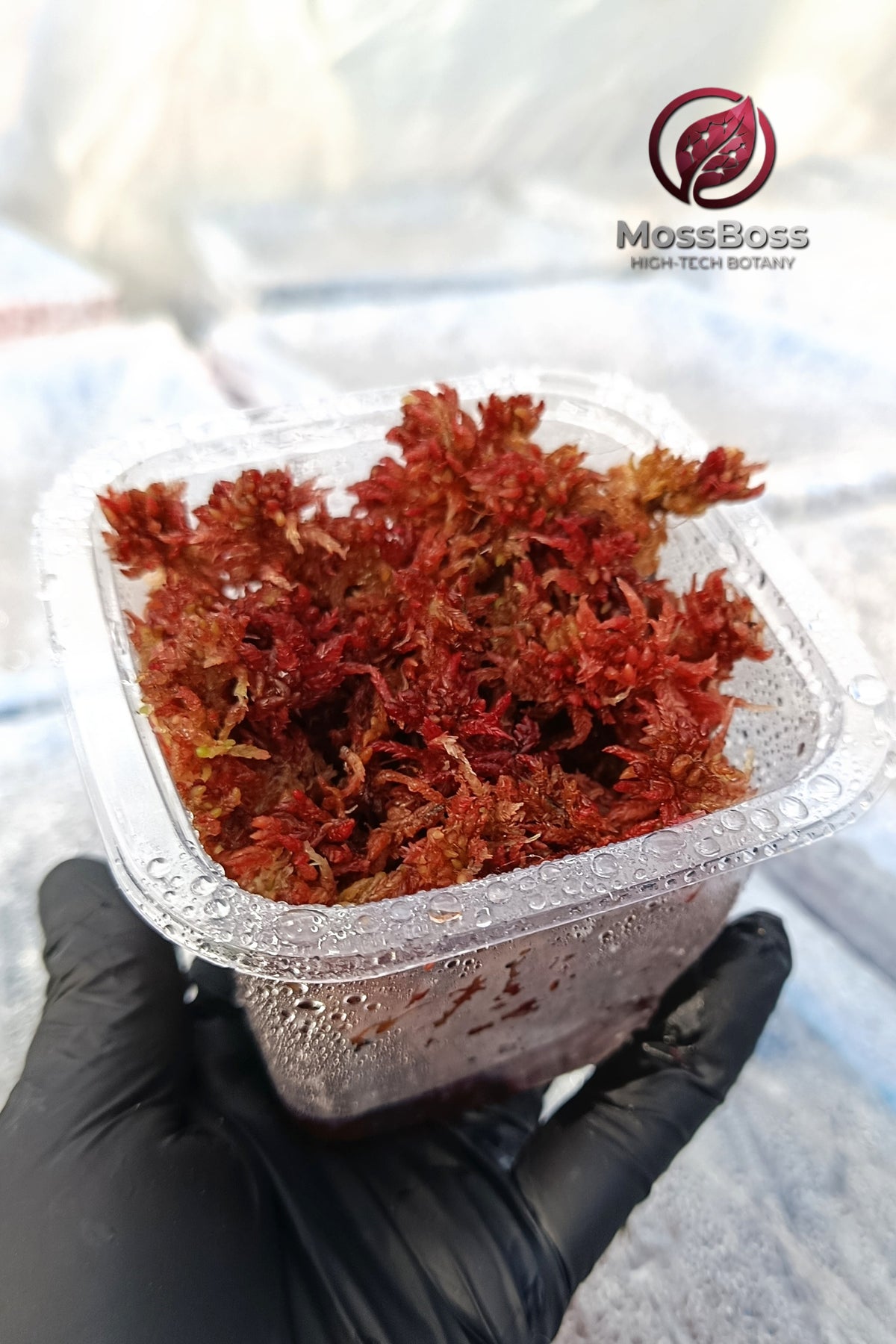Moss Terrarium with Fresh natural red Live Sphagnum bog Moss Sustainable Micropropagated Clean and Pest Free best bio substrate 