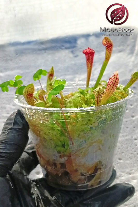 Bog Terrarium setup growing Fresh natural Live Sphagnum bog Moss Sustainable Micropropagated Clean and Pest Free bio substrate and Carnivorous Plants sarracenia Scarlet Belle  MossBoss 