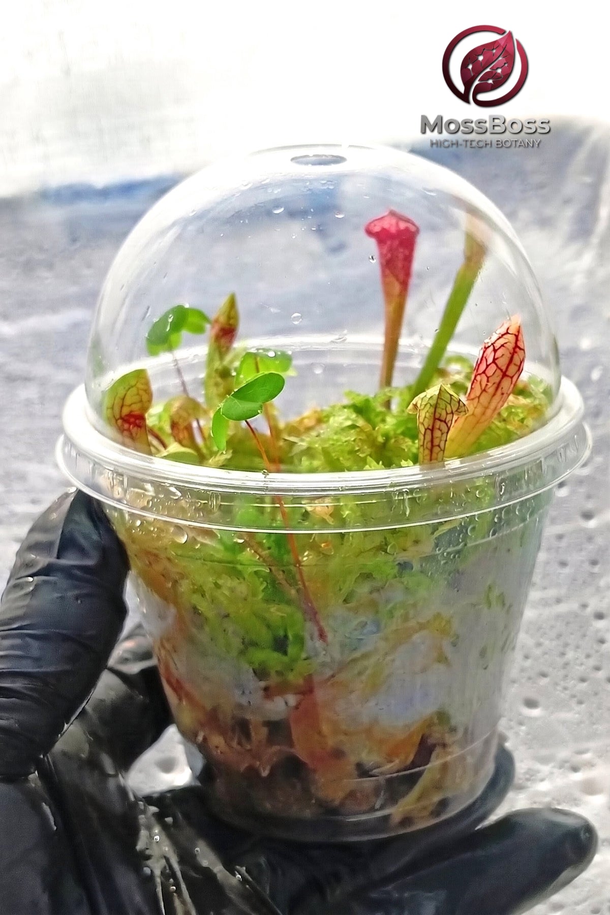 Closed Moss Terrariums mini bog Bogarium Cápsules with Fresh natural Live Sphagnum bog Moss Sustainable Micropropagated Clean and Pest Free bio substrate and Carnivorous Plants sarracenia Scarlet Belle MossBoss 