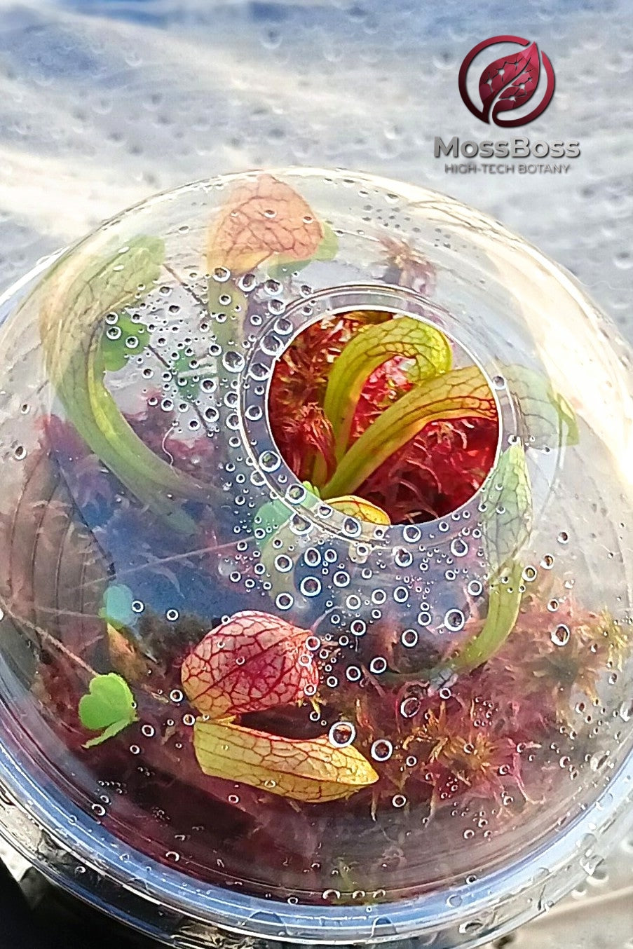 Bogarium mini bog Terrarium with Fresh natural red Live Sphagnum bog Moss and Carnivorous Plants sarracenia Scarlet Belle 