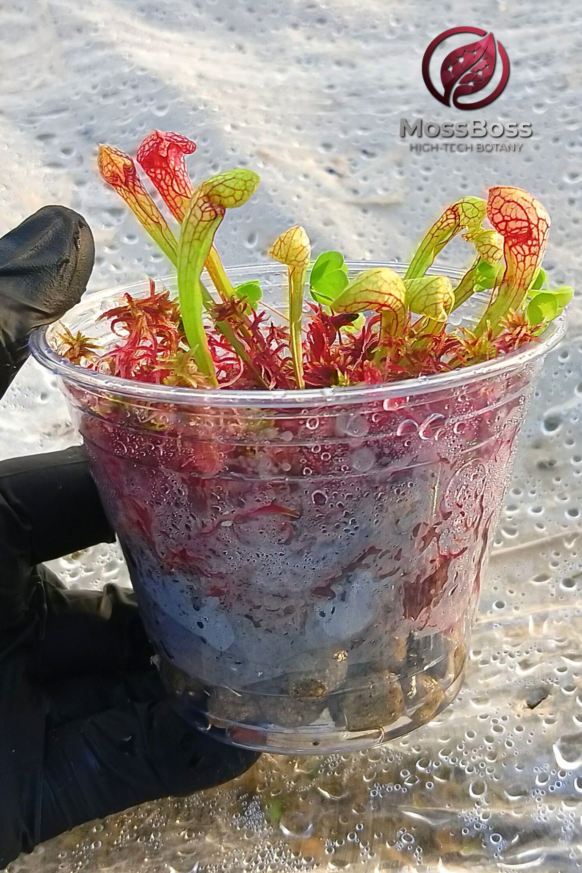 Mini bog Terrarium gift with Red Fresh natural Live Sphagnum Moss Sustainable Micropropagated Clean and Pest Free bio substrate and Carnivorous Plants sarracenia Scarlet Belle MossBoss 