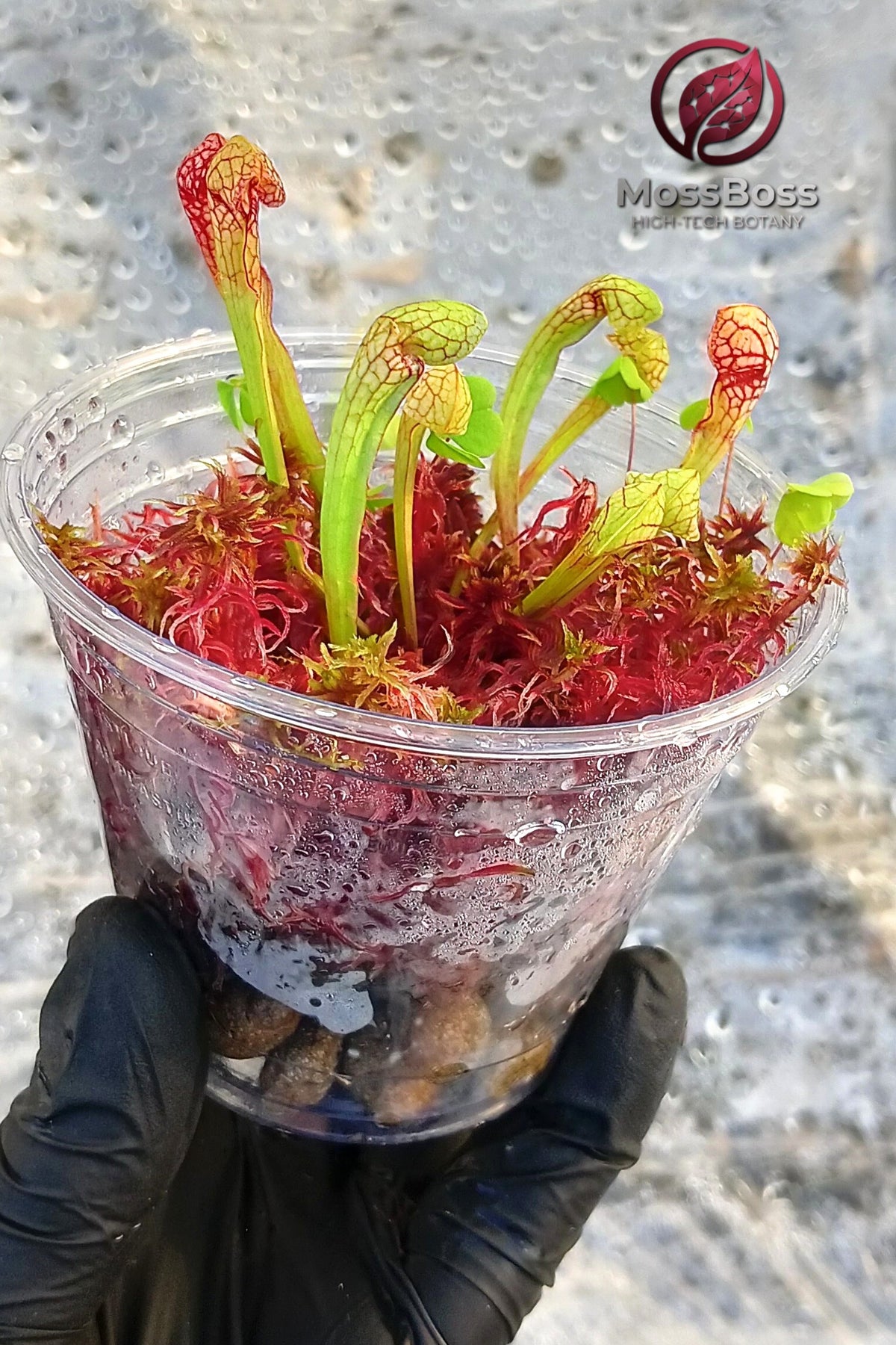 Mini bog Terrarium Bogarium gift with Red live Sphagnum bog Moss Clean and Pest Free bio substrate and sarracenia Scarlet Belle Carnivorous Plants MossBoss 
