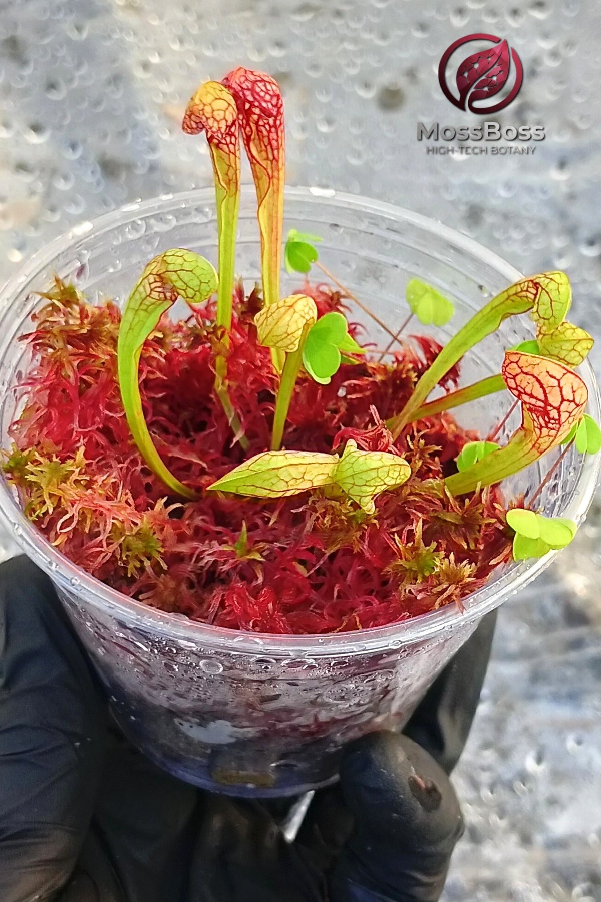 Moss Terrarium mini bog gift with Red live Sphagnum Moss Clean and Pest Free bio substrate and Carnivorous Plants sarracenia Scarlet Belle MossBoss 
