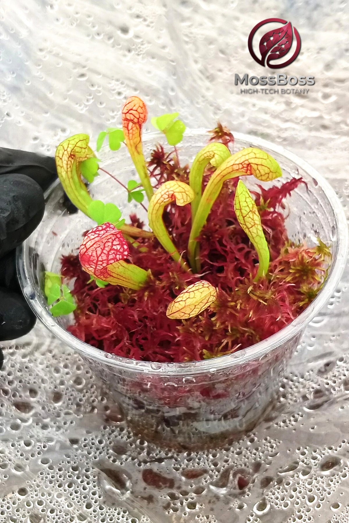 Mini bog Terrarium gift with Carnivorous Plants sarracenia Scarlet Belle and Red Fresh natural Live Sphagnum bog Moss Clean and Pest Free bio substrate MossBoss 