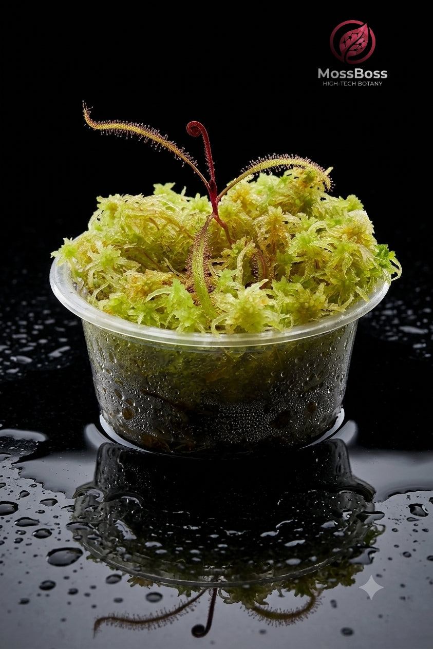 Mini Bog Terrarium: A High-Tech Biotope with Iconic Carnivorous Plants Drosera Adelae and Live Fresh Yellow sphagnum Moss Sustainable Micropropagated MossBoss 