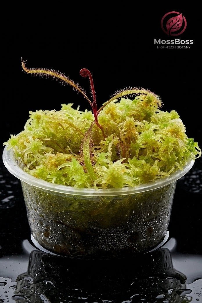 Moss Terrarium with Carnivorous Plant drosera Adelae Sundew with Live Sphagnum Peat Moss, Sustainable Micropropagated , Clean and Pest Free best bio substrate Mossarium.