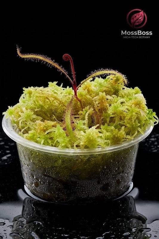 Bogarium Cápsules mini Moss Terrarium Carnivorous Plant drosera Adelae with HIGH-Tech Live Sphagnum Moss Sustainable Micropropagated biotope Bogarium Cápsules MossBoss 