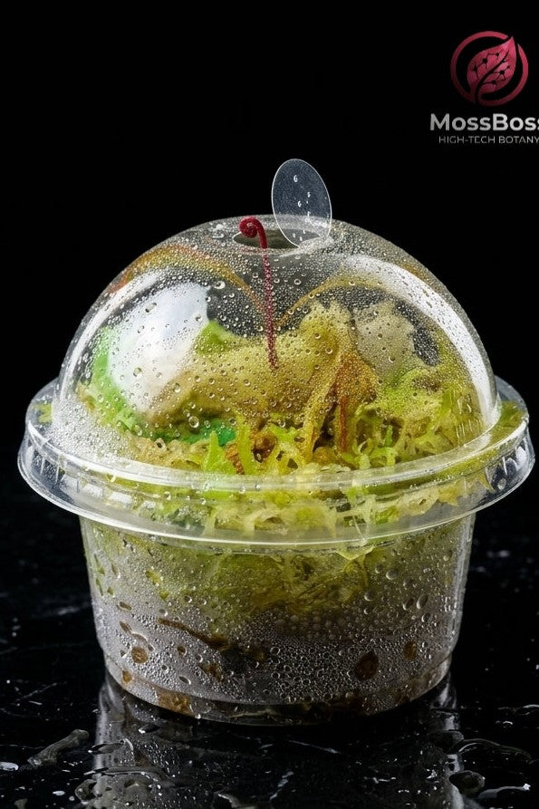 Closed Carnivorous Plant bio Terrarium Sundew drosera Adelae Fresh natural bog sphagnum Peat Moss Sustainable Micropropagated best bio substrate moss Terrarium.