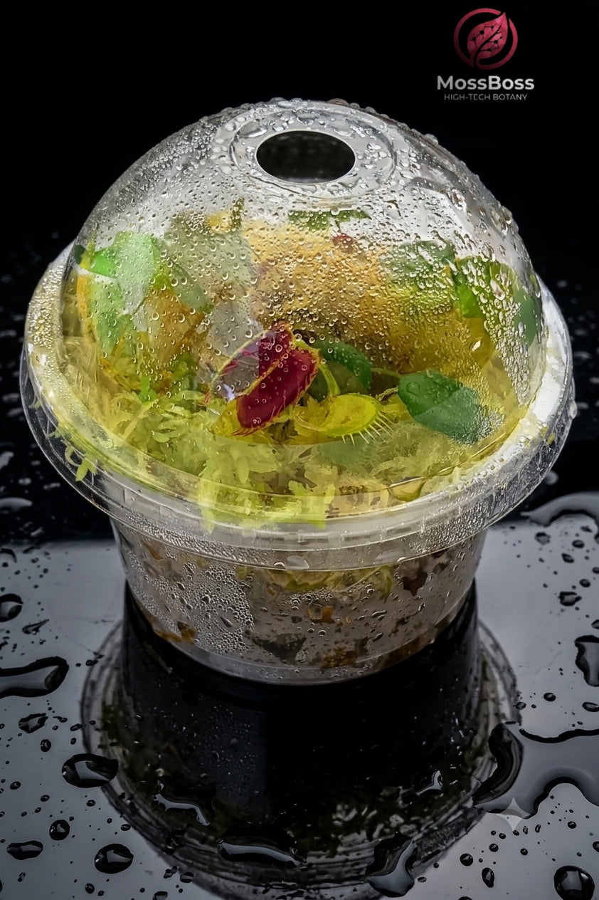 Closed mini swamp Carnivorous Plants Terrarium with Live Sphagnum Moss and Dionaea Muscipula Venus Flytrap 