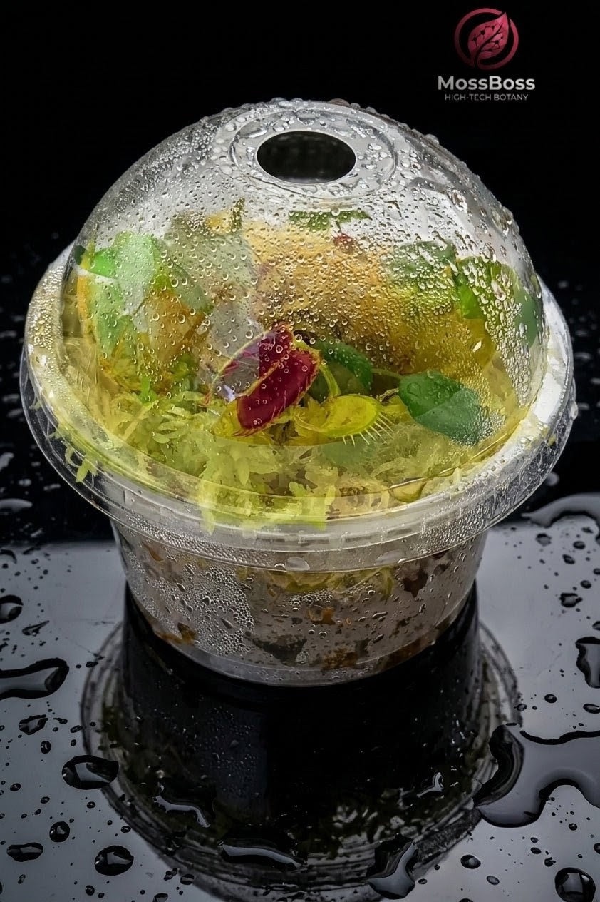 Closed mini swamp Carnivorous Plants Terrarium with Live Sphagnum  Peat Moss and Dionaea Muscipula Venus Flytrap 