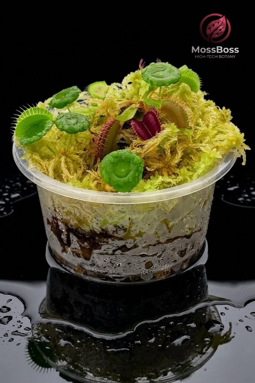 Mini Bog Terrarium: A High-Tech Biotope  Carnivorous Plants Venus Flytrap Dionaea Muscipula with Live Fresh sphagnum Moss Sustainable Micropropagated 