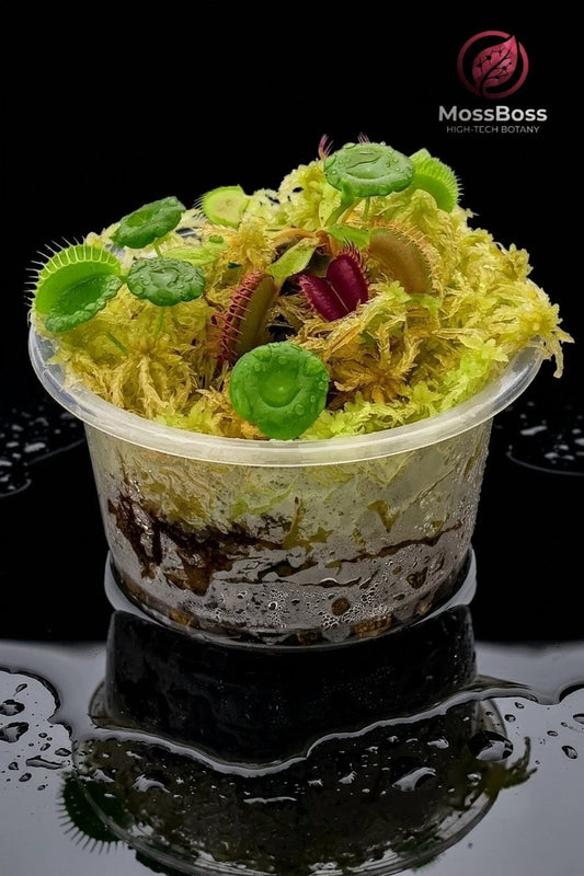 Mini Bog Terrarium: A High-Tech Biotope  Carnivorous Plants Venus Flytrap Dionaea Muscipula with Live Fresh sphagnum Moss Sustainable Micropropagated 