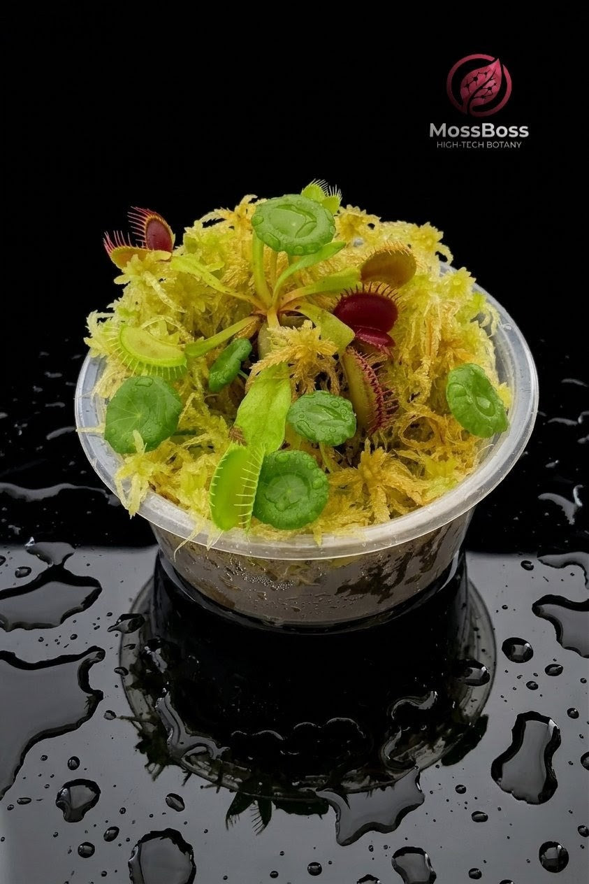 Carnivorous Plants mini bog Terrarium with Fresh natural Living Sphagnum Moss and Venus Flytrap Dionaea Muscipula 