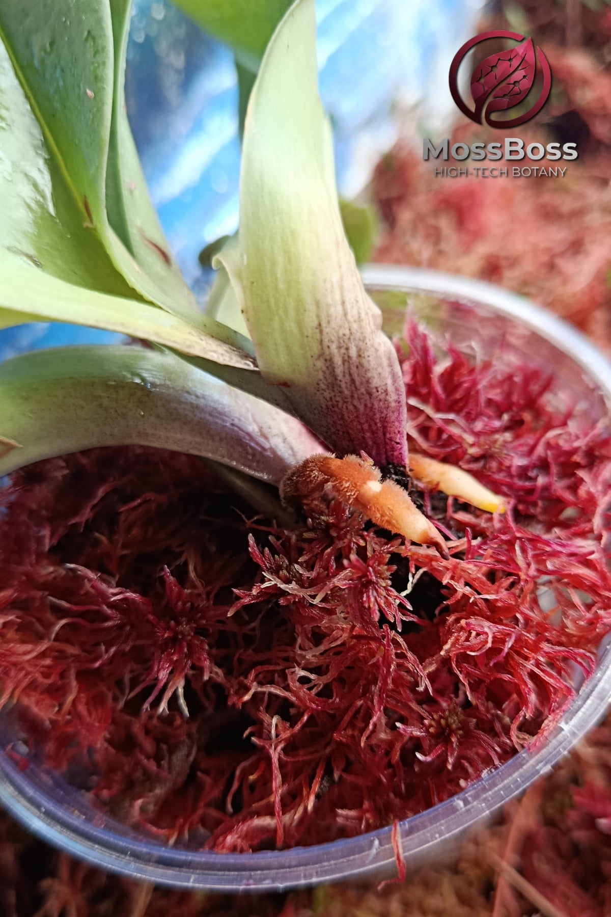 Orchid Root Recovery and Healing with Fresh natural Red Live Sphagnum bog Moss Sustainable Micropropagated Clean and Pest best bio substrate for Orchids care