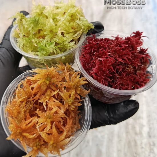 Mini bog Terrariums with Red Yellow Green Live Sphagnum bog Moss Fresh natural real Sustainable Micropropagated Clean and Pest Free bio substrate MossBoss 