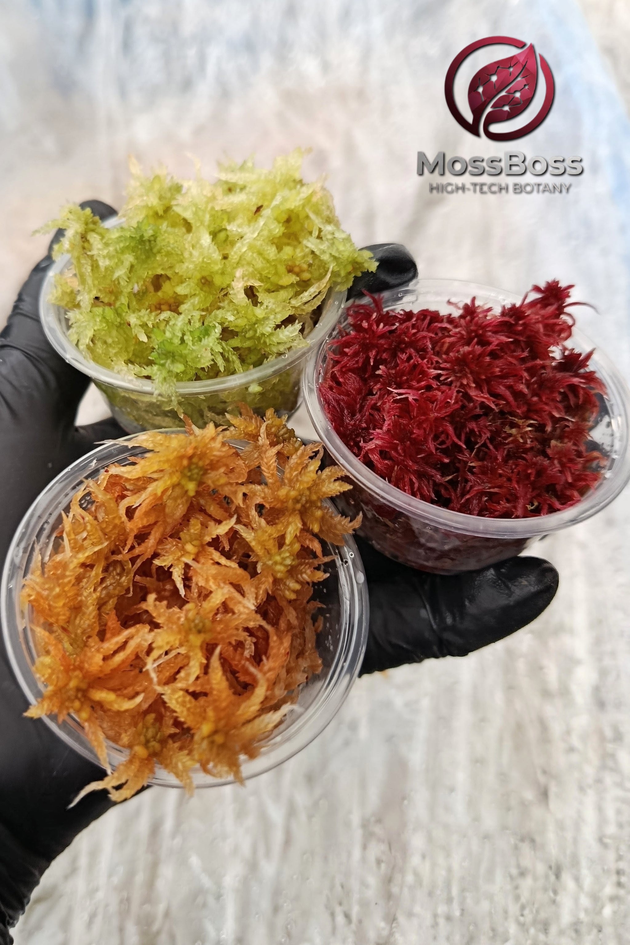 Mini bog Terrariums with Red Yellow Green Live Sphagnum bog Moss Fresh natural real Sustainable Micropropagated Clean and Pest Free bio substrate MossBoss 