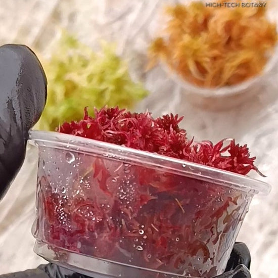 Moss Terrarium with Red Live Sphagnum bog Moss Sustainable Micropropagated Fresh natural Clean and Pest Free substrate 