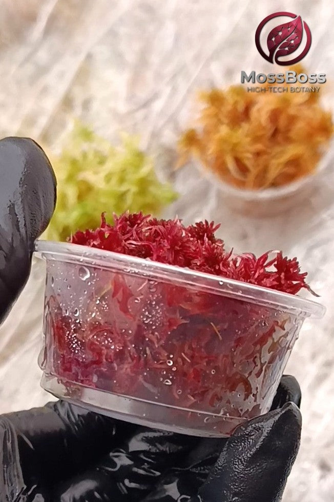 Moss Terrarium with Red Live Sphagnum bog Moss Sustainable Micropropagated Fresh natural Clean and Pest Free substrate 