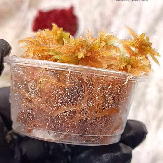 Living Yellow sphagnum bog Moss Fresh natural Clean and Pest Free bio substrate for Closed Terrariums 
