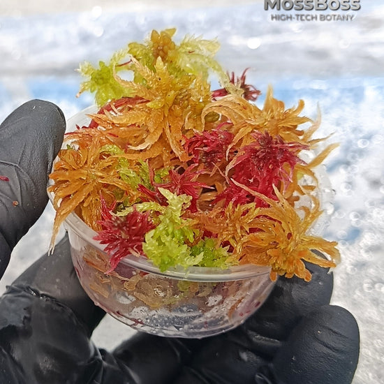 Grow Red Yellow Green Fresh natural Live Sphagnum bog Moss Sustainable Micropropagated Clean and Pest Free bio substrate for Closed Terrariums 