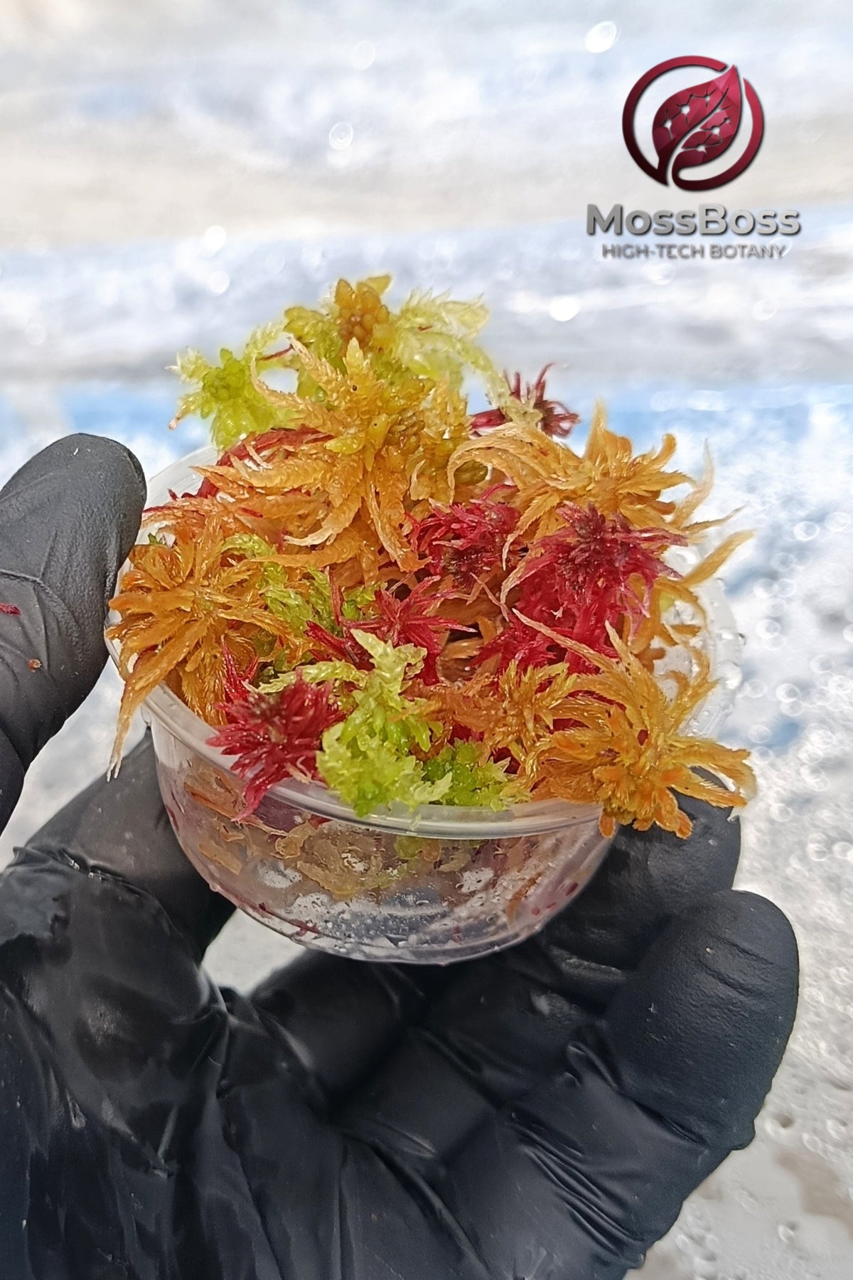 Grow Red Yellow Green Fresh natural Live Sphagnum bog Moss Sustainable Micropropagated Clean and Pest Free bio substrate for Closed Terrariums 
