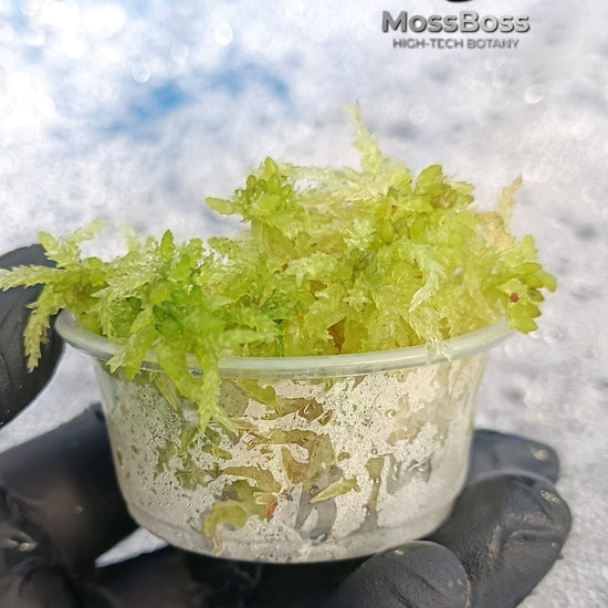 Fresh natural Clean Live Sphagnum bog Moss Sustainable Micropropagated Clean and Pest Free best substrate for mini bog Terrarium 