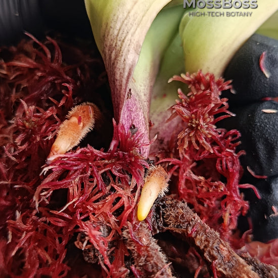 Orchid Root Recovery and Healing with Fresh natural Red Live Sphagnum bog Moss Sustainable Micropropagated Clean and Pest Free best bio substrate for Orchids care 
