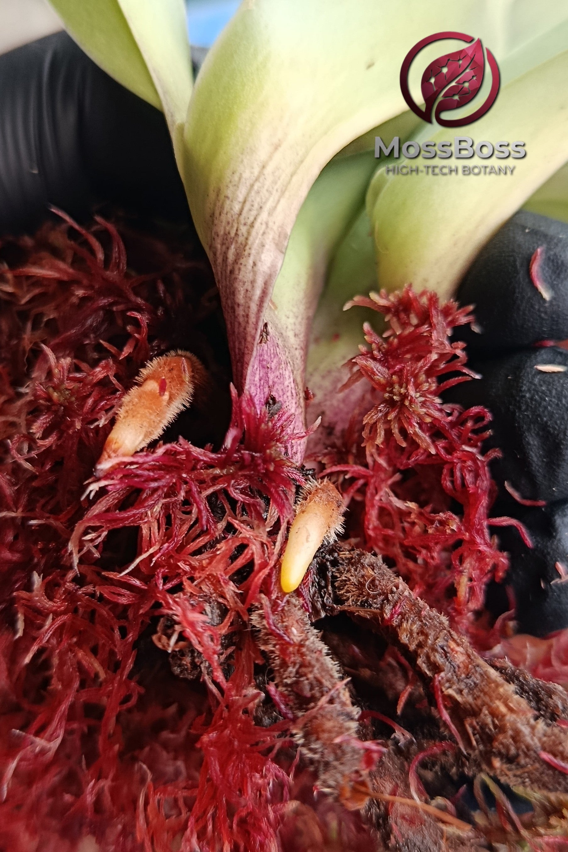 Orchid Root Recovery and Healing with Fresh natural Red Live Sphagnum bog Moss Sustainable Micropropagated Clean and Pest Free best bio substrate for Orchids care 