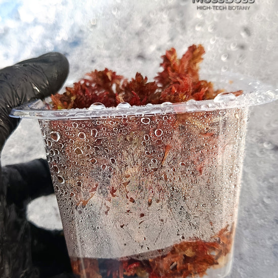 Closed Moss Terrariums with live Sphagnum Red bog Moss 