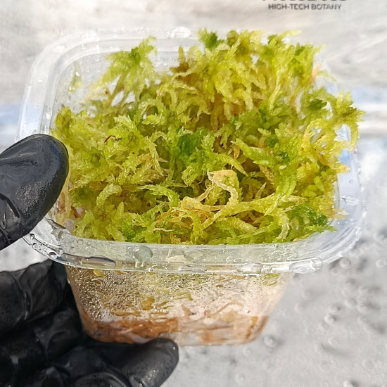 Micropropagated Live Sphagnum bog Moss Fresh natural Clean and Pest Free best bio substrate for Closed Terrariums 